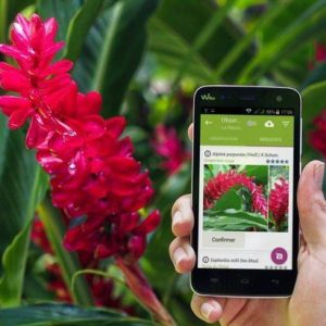 PlantNet, application mobile d'identification de plante